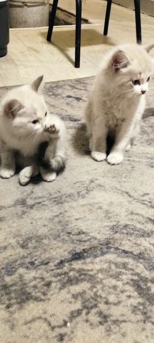 Отдам в добрые руки котят