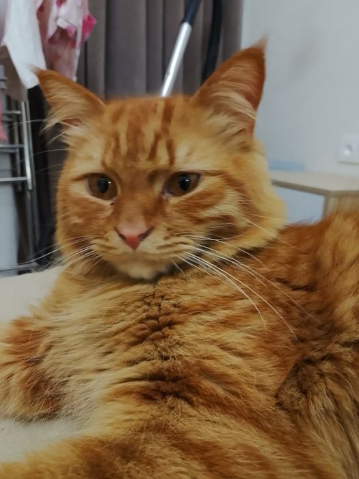 Zotor mushu aqli oʻrgatilgan