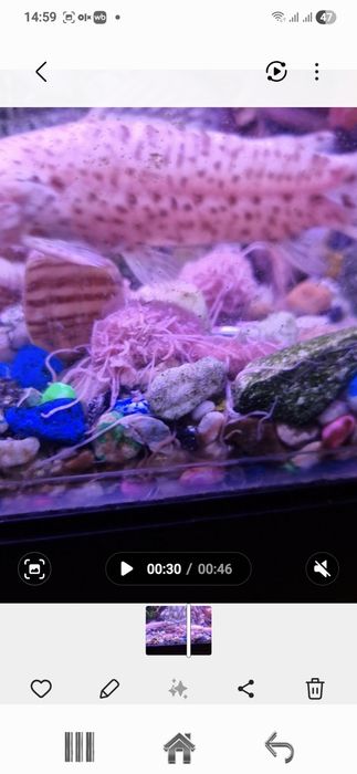 Продам таракатумов альбино.