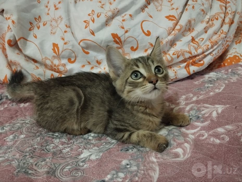 Бесплатно котенок Пузик