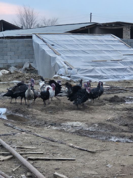 Индюк сатыладыыы