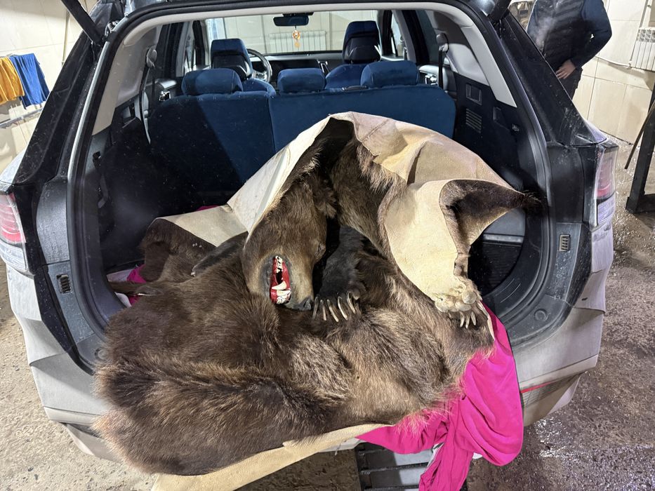 Продам медведя, ковер из медведя.