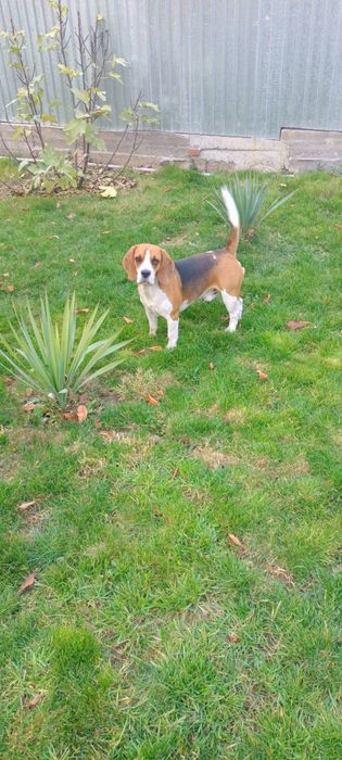 Ищем девочку бигля (вязка)