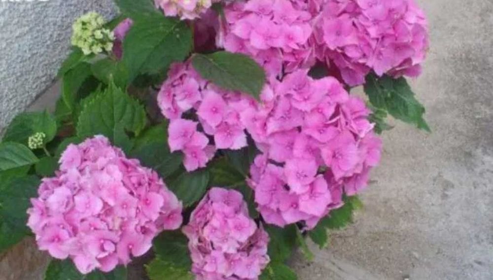 Японска катерлива роза, хортензия, хибискус студоустойчиви