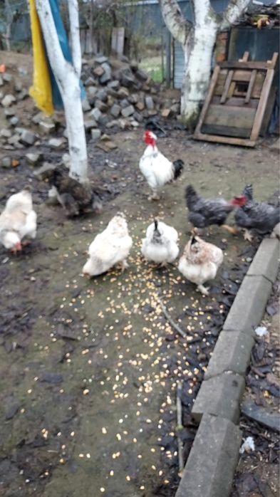 Vând găini si cocoș