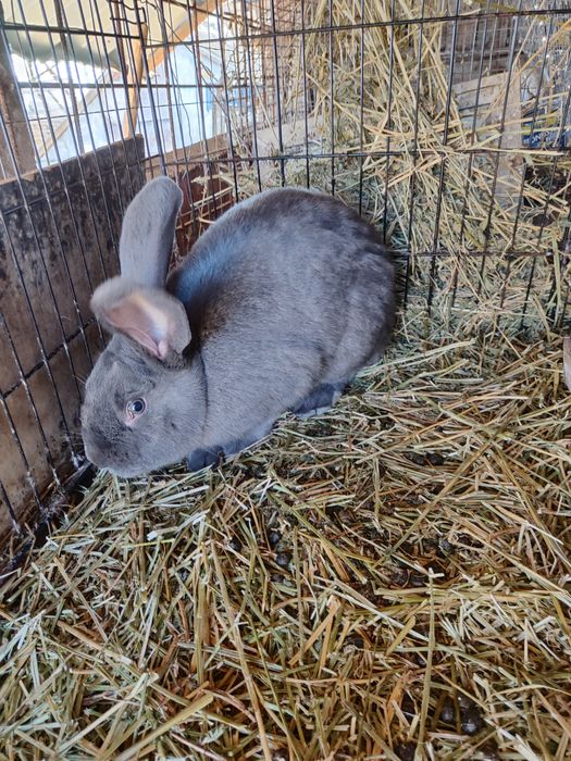 Fluture  albastru mascul