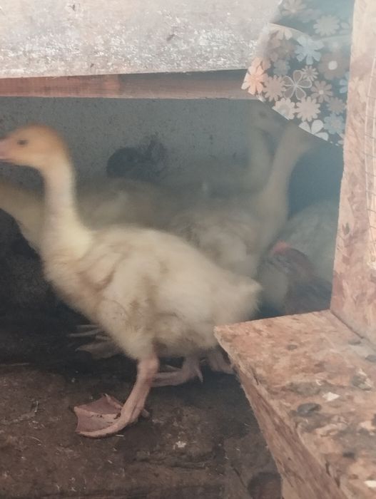 Продам гусят подрошенных.