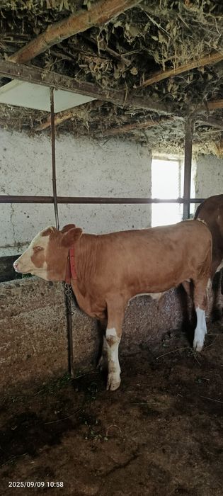 Smental buzoq sotiladi 3 oylik