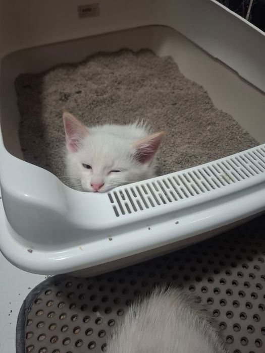 Котята приучены к лотку