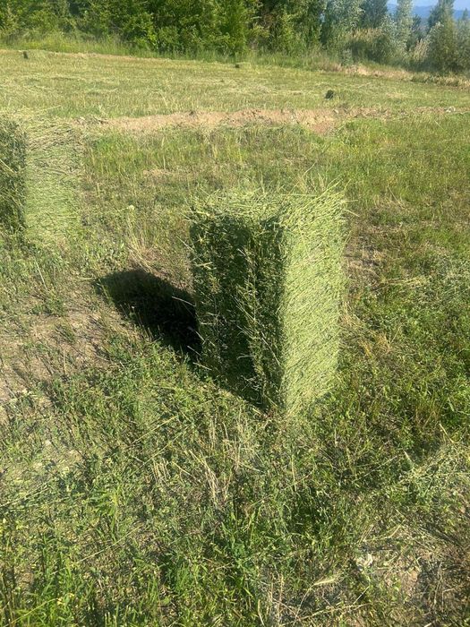 Сено Люцерна с доставкой