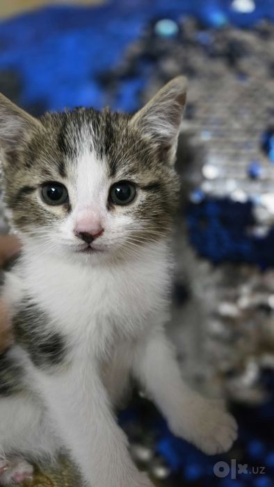 Милые котята, мальчики.