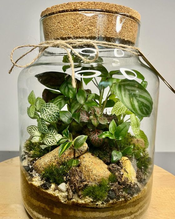 Мини терариуми с живи растения, екосистема в буркан