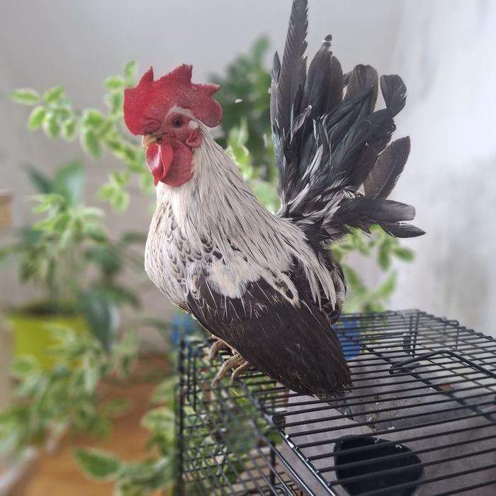 Куры породы шабо