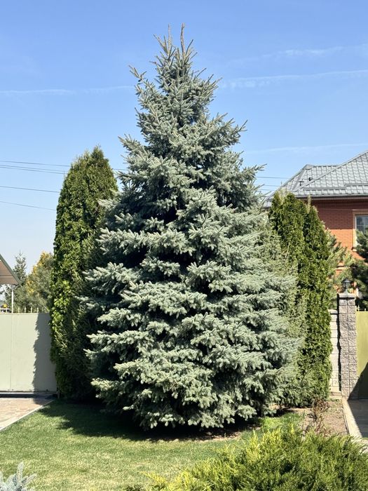 Голубые ёлки .