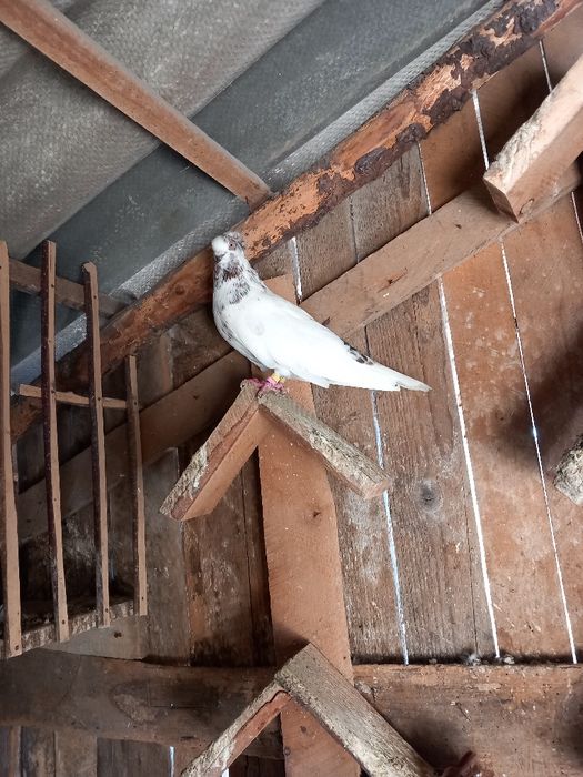 Vând sau schimb jucatori de amara