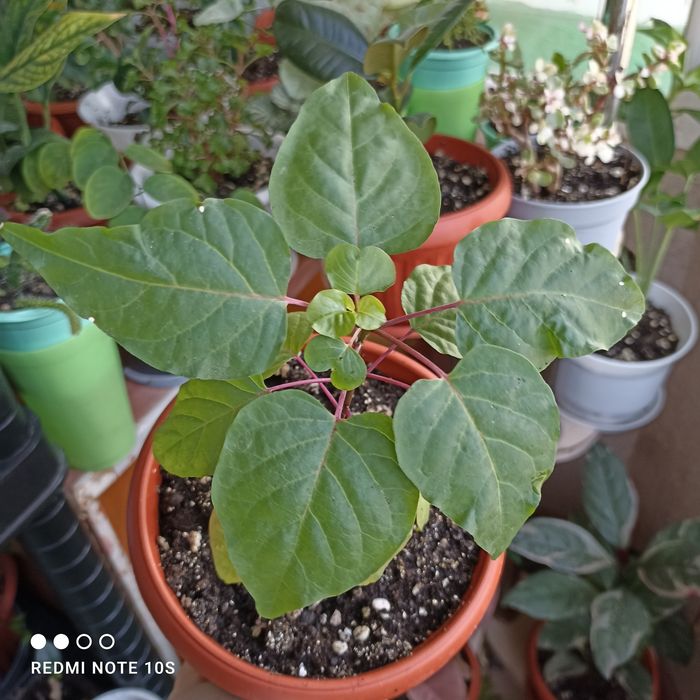 Цветы комнатные растения