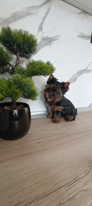 Йоркширски териер