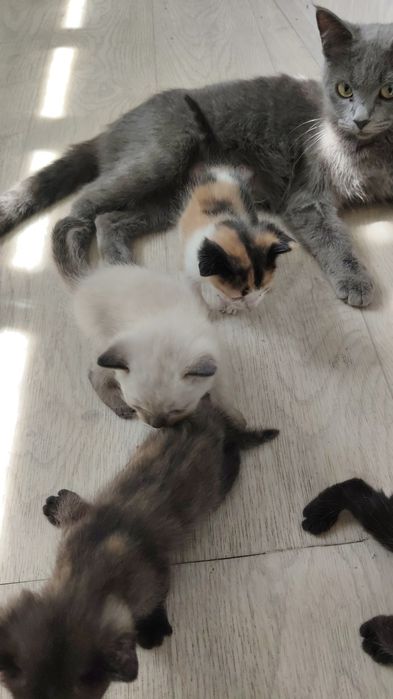 Котята в заботливые руки