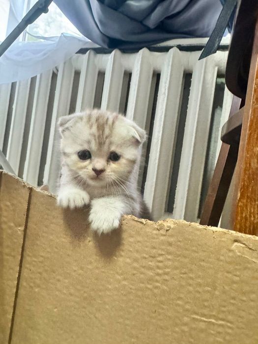 Продам котят мраморных