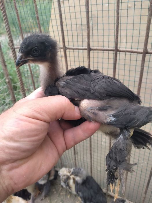 Jo'jalar parpoy arzon narxd