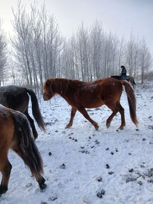 Айғыр Мұғажар 5 жасар