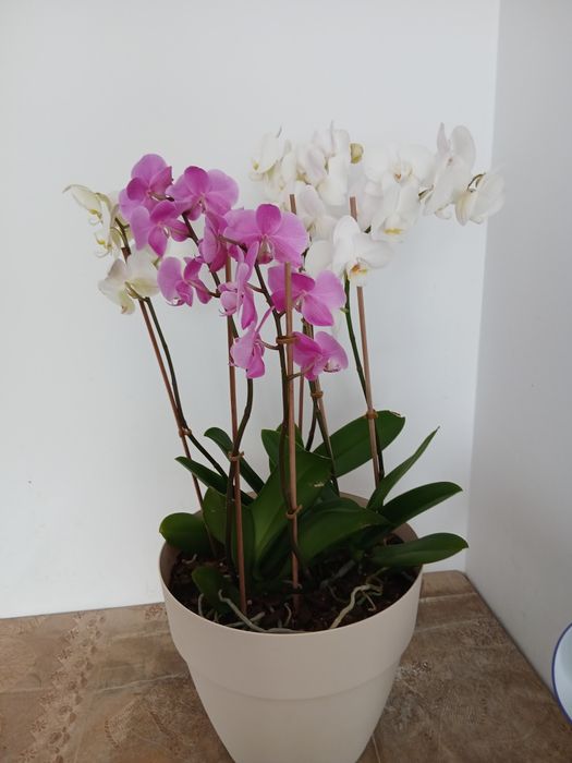Aranjament orhidee