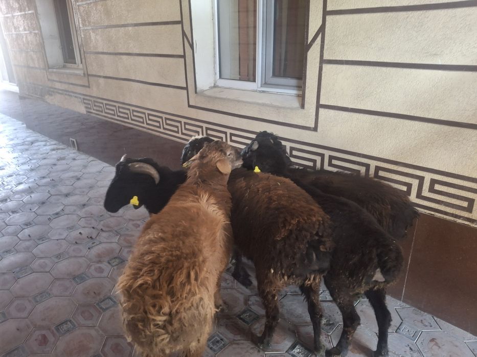 Тоқты Қошқарлар бар