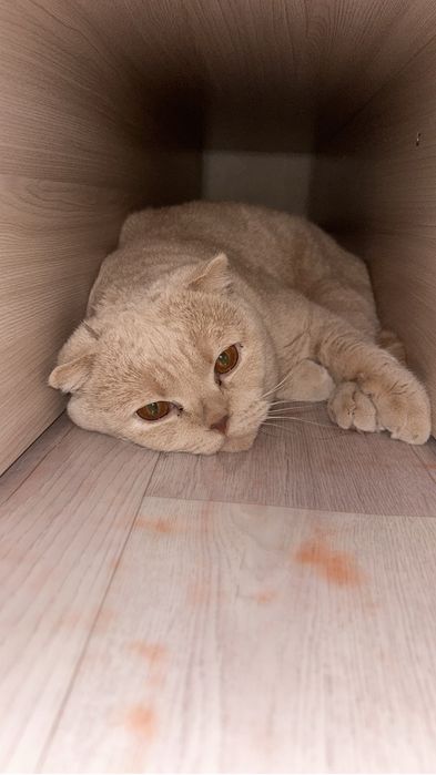 Отдам в добрые руки