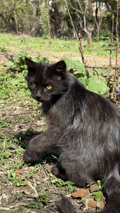 Котенок, пол года