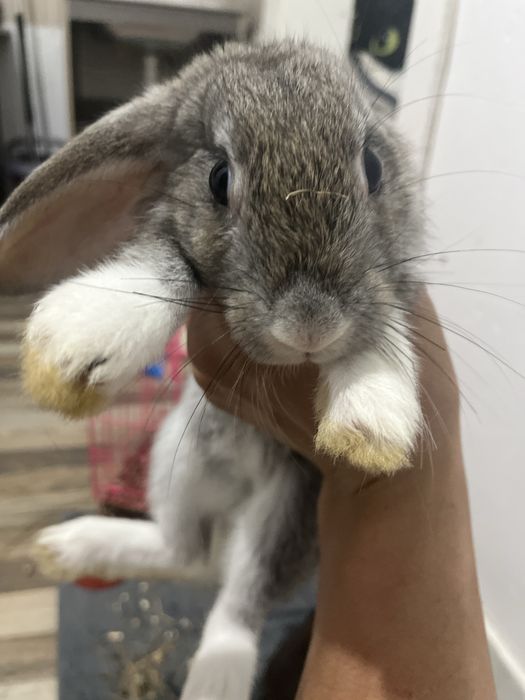 Декоротивные кролики