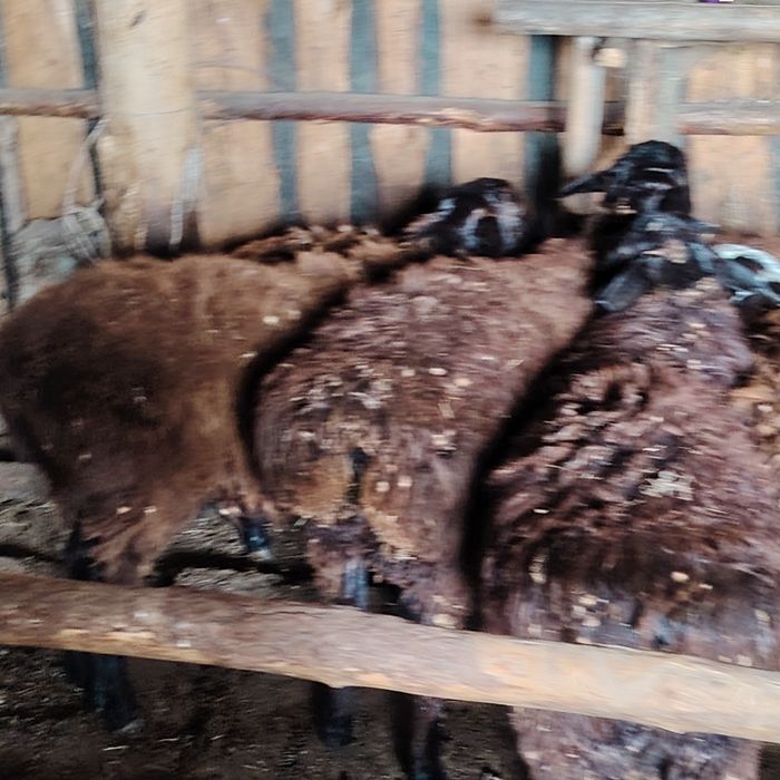 Кошкарлар едилбай