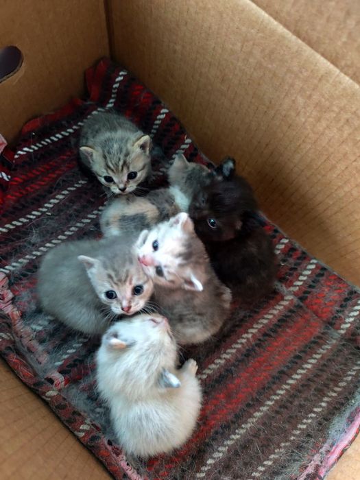 Отдам котят в добрые руки