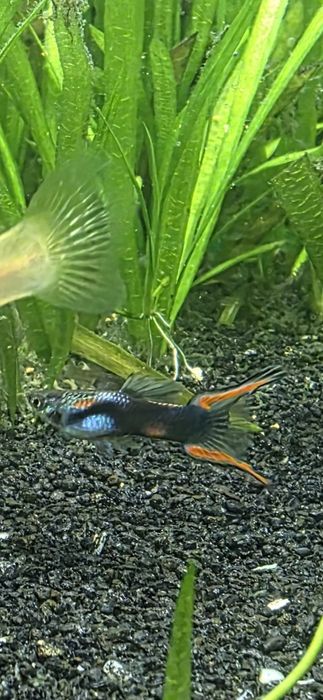 Acvariu pesti 126 litrii