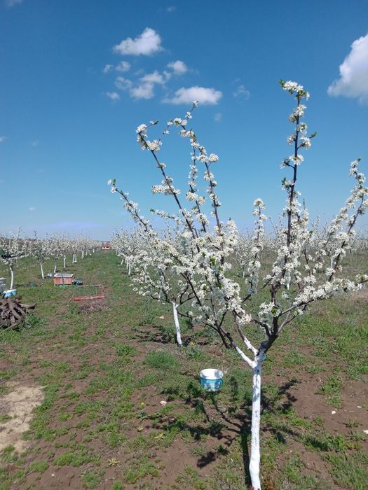 Продавам овошна градина 6 декара