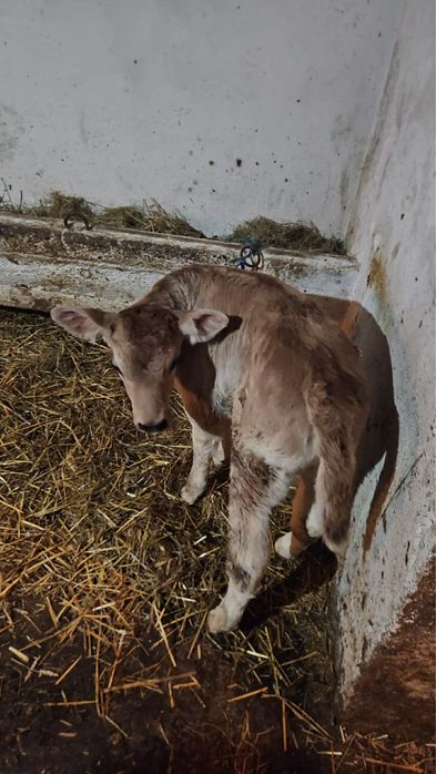 Vand viței înțarcat