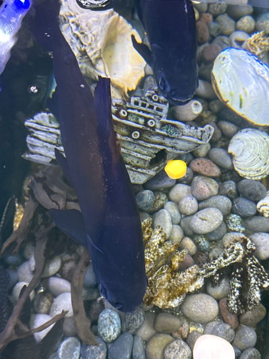 Рыбы пираньи, здоровые