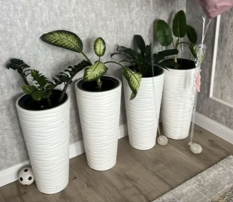 Продам комнатные цветы