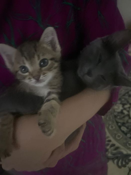 марғау котенок мысық