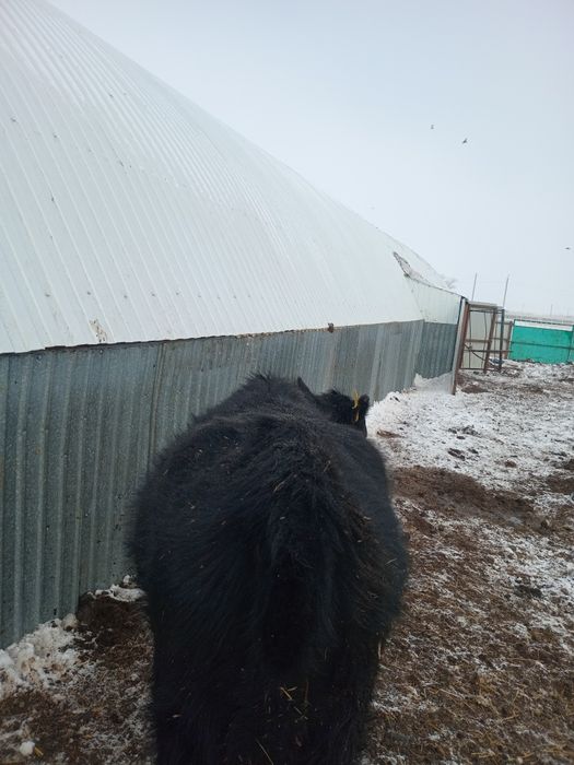 Продам Тёлочки годовалый