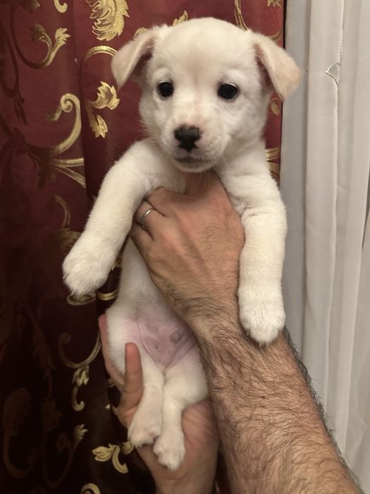 Отдам в добрые руки щенка