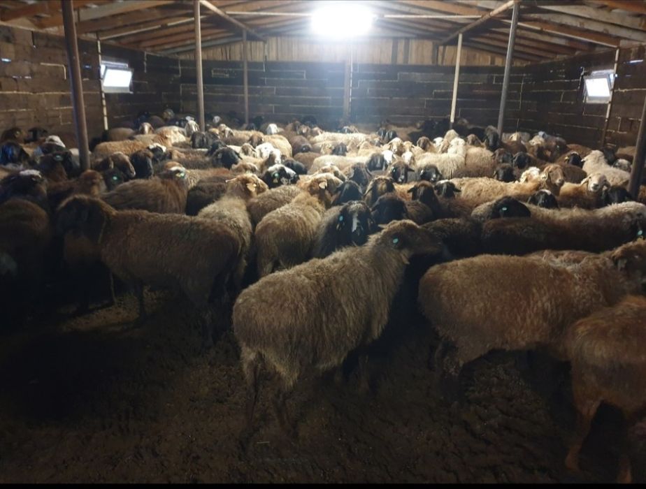 Пасу-выпас Кои баран Овец  багам.