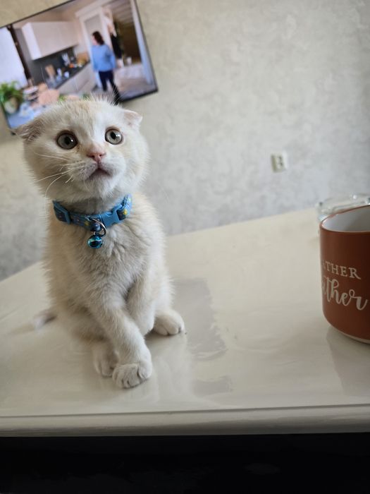 Шотландский вислоухий кобель 3-месячного кобеля.