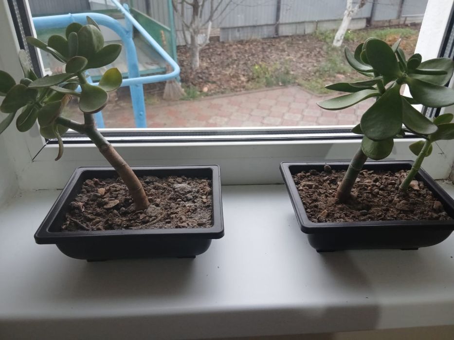 Денежный дерево(акша гул)