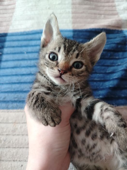 Продам милых котиков