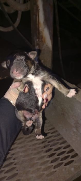 Отдам щенятл в добрые руки срочно