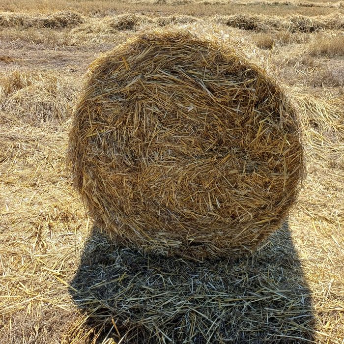 Солома пшеничная.