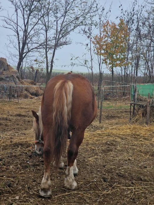 Armăsar de vânzare