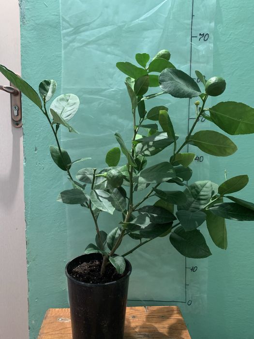 Лимон дерево. Сорт Пандероза. Возраст 3-4 летки.