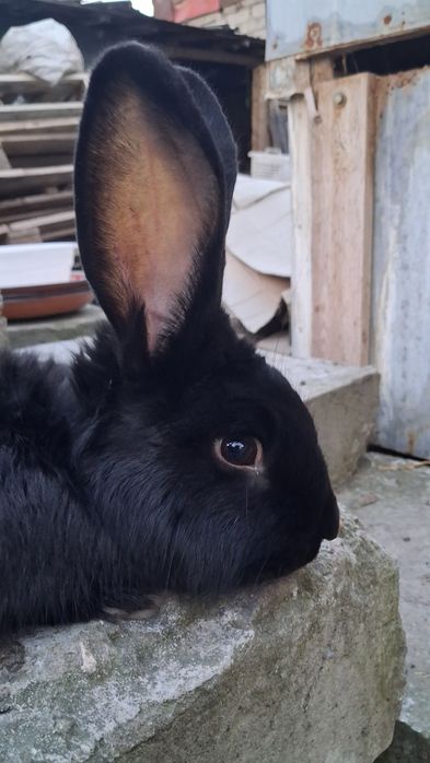 Erke Quyon Sotiladi 4 kilo