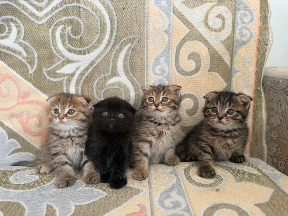 Шотландский вислоухие котят
